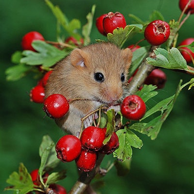nabu-haselmaus-dieter-bark