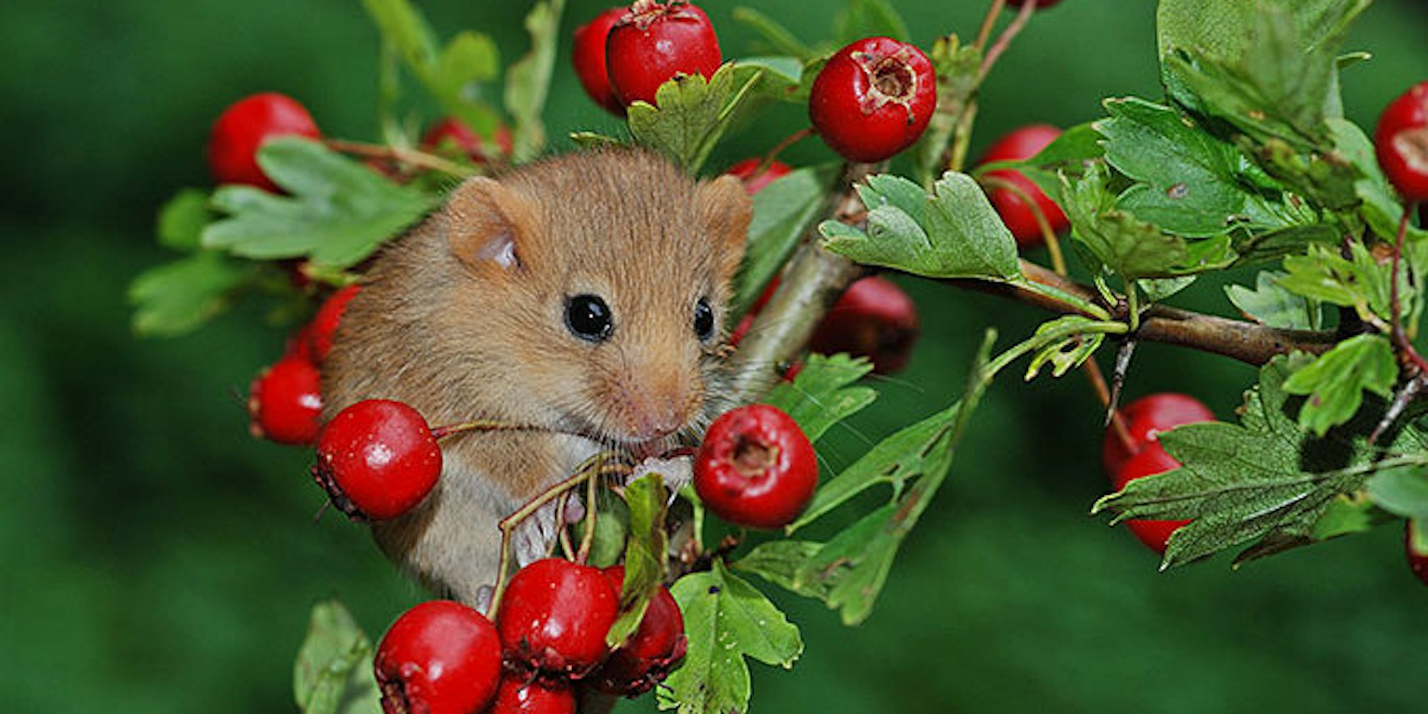 nabu-haselmaus-dieter-bark
