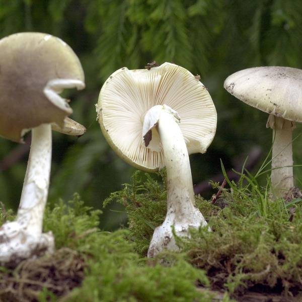 Knollenblaetterpilze dpa