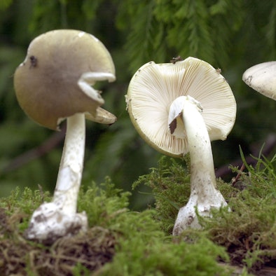 Knollenblaetterpilze dpa