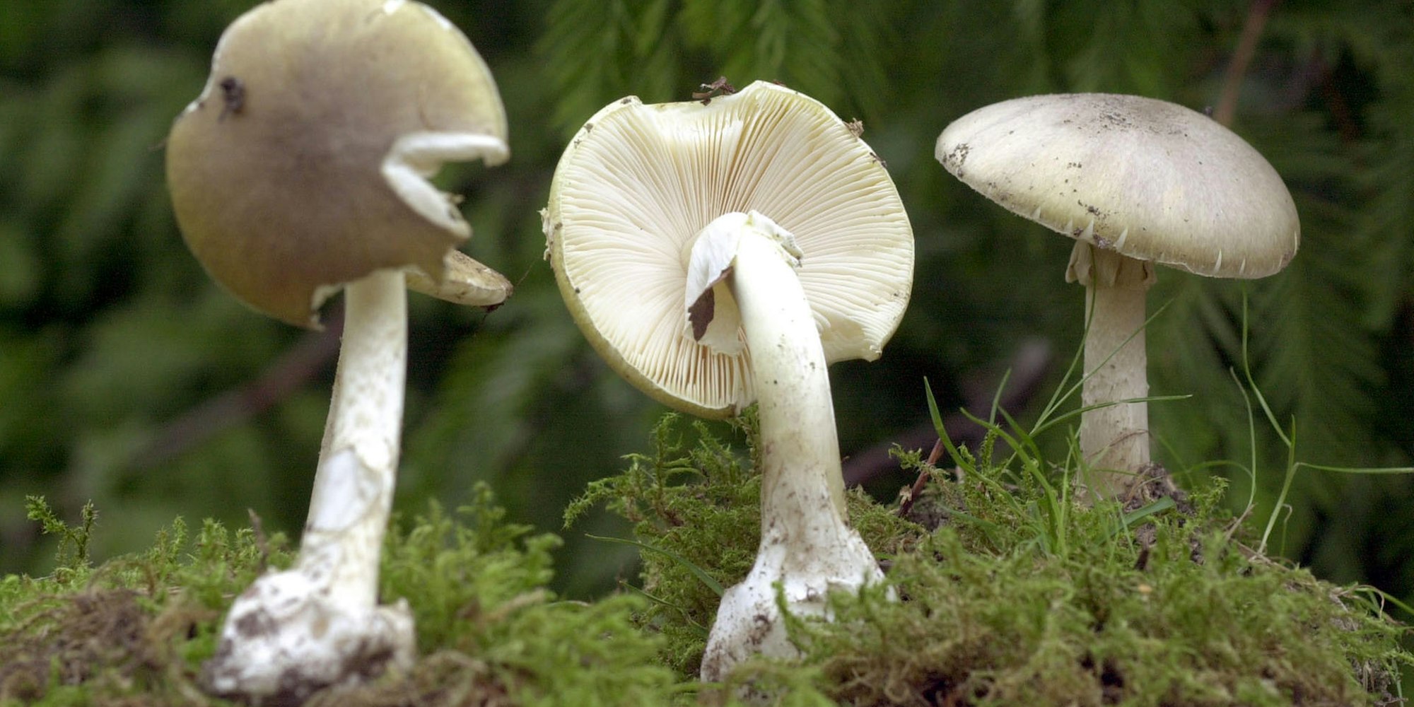 Knollenblaetterpilze dpa