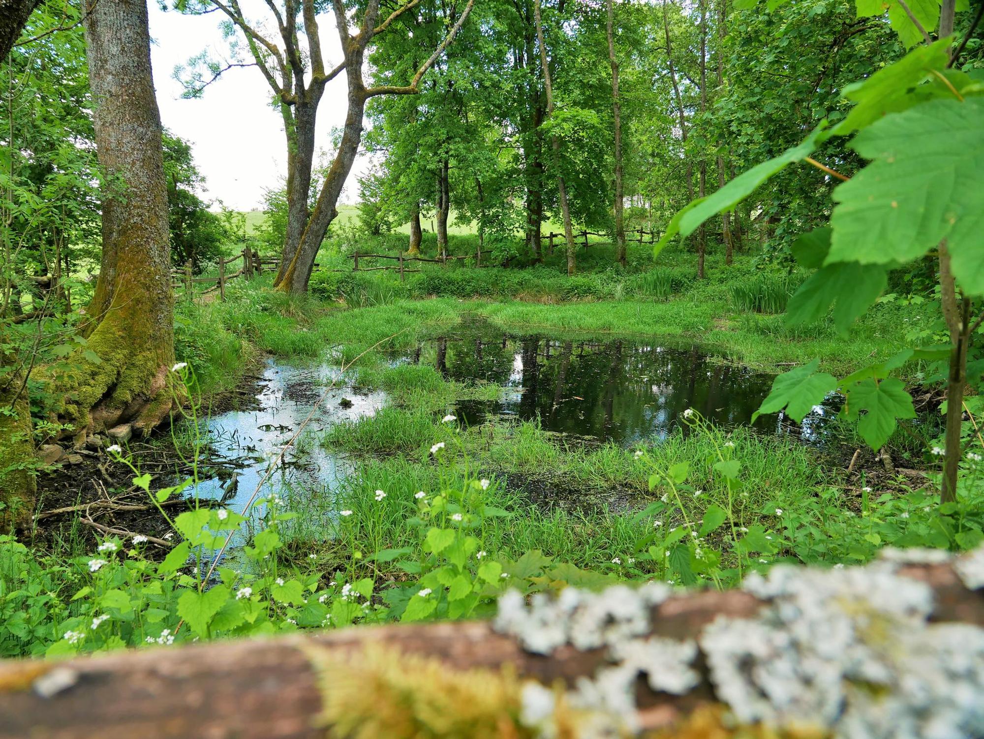 Der bläulich schimmernde Quellteich der Lahn_