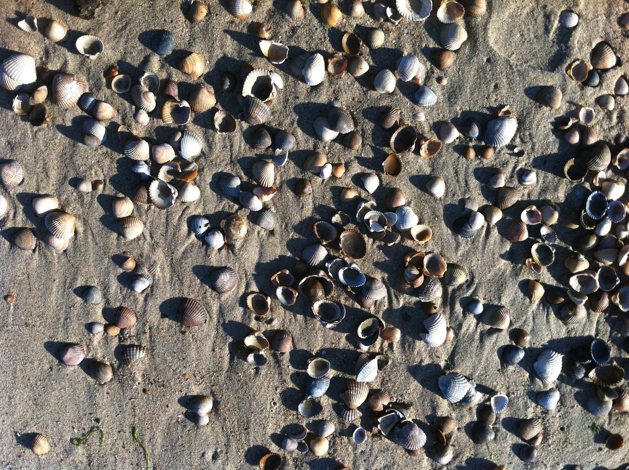 Holland Muscheln-rei