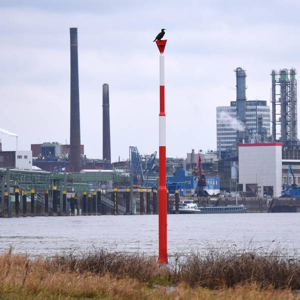 Leverkusen Rhein Kormoran