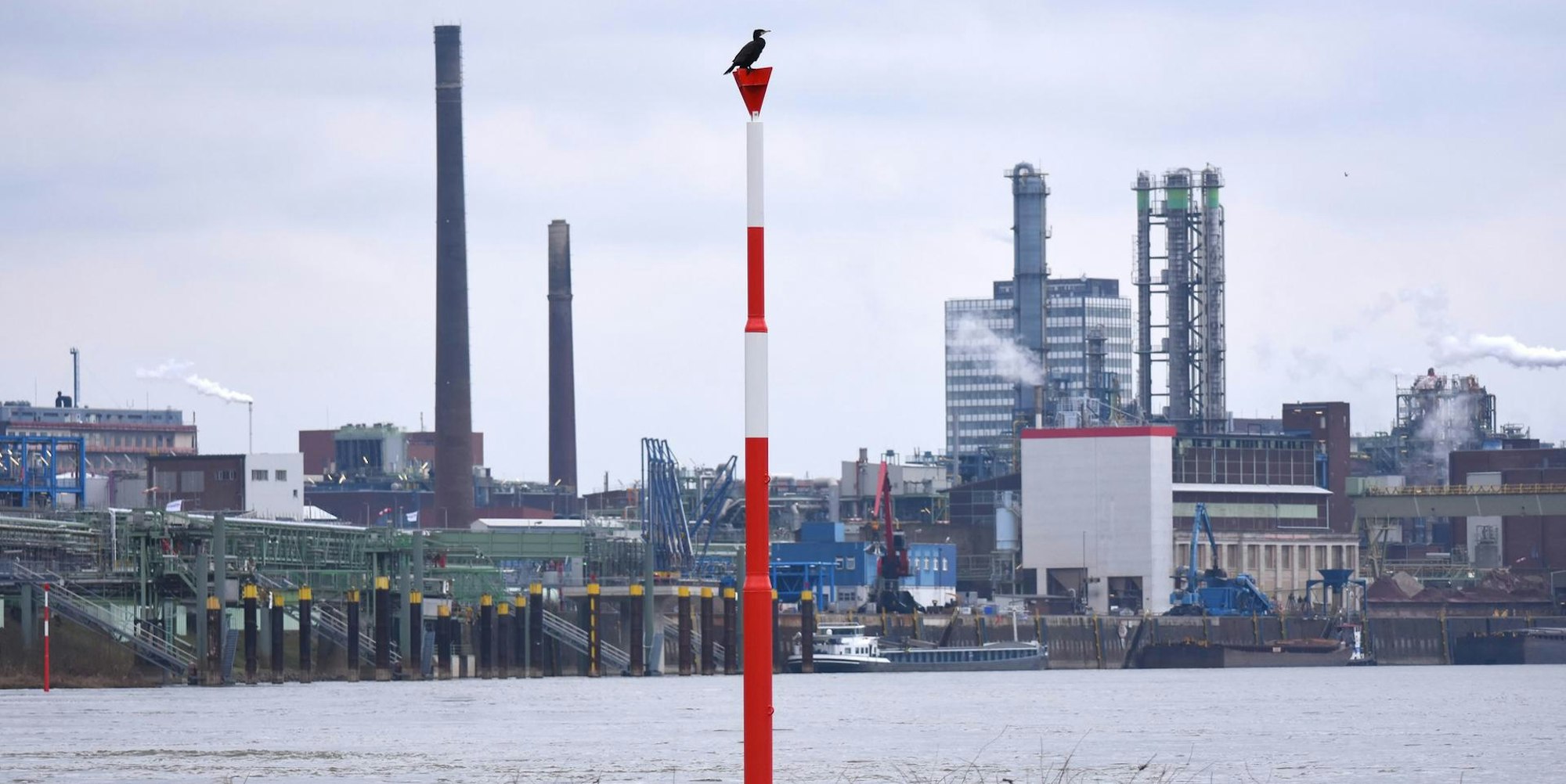 Leverkusen Rhein Kormoran