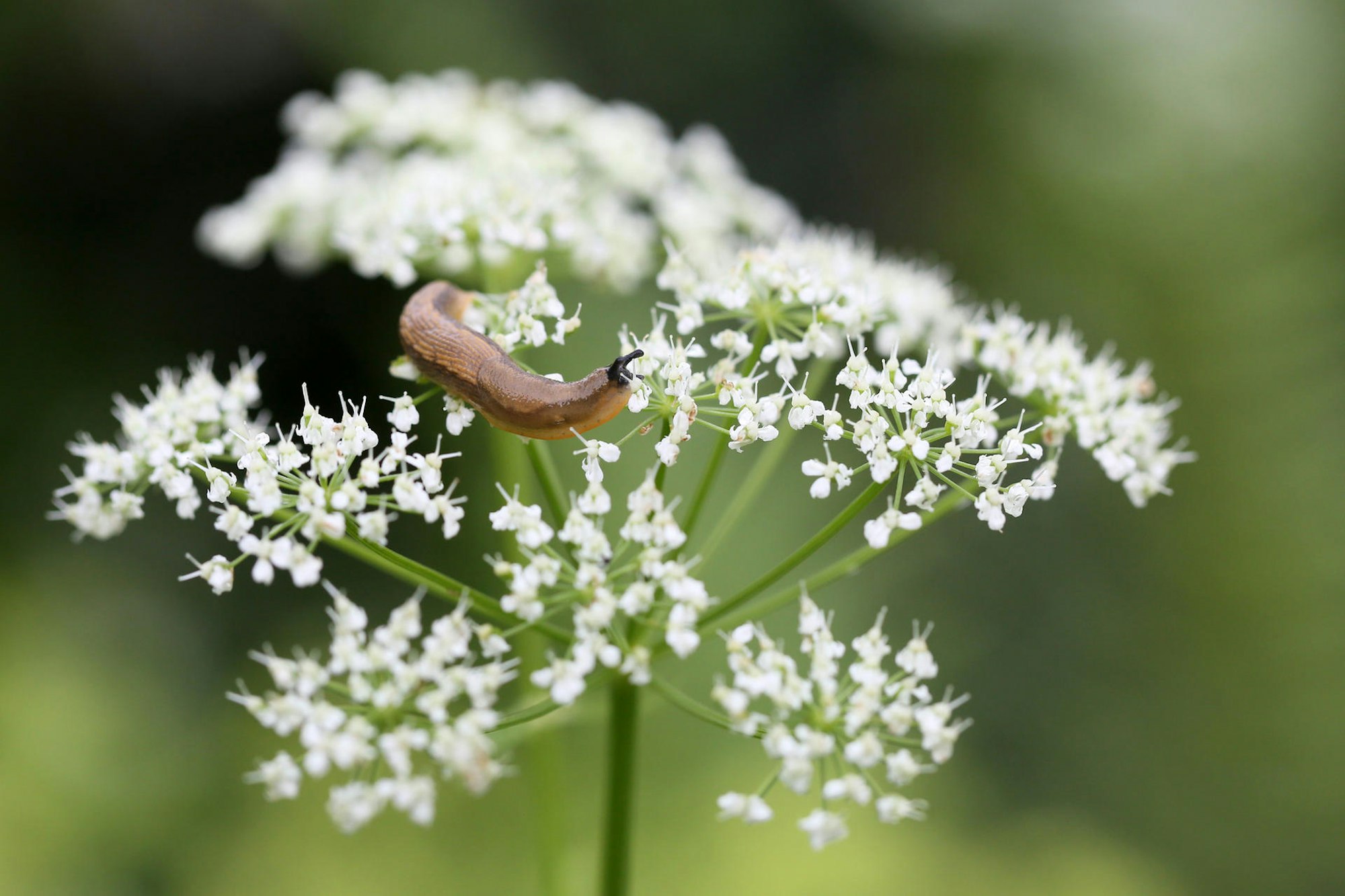 Giersch mit Schnecke