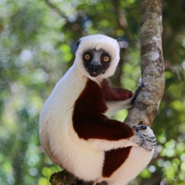 Coquerel-Sifaka getty