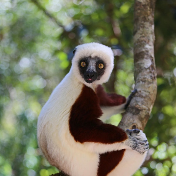 Coquerel-Sifaka getty