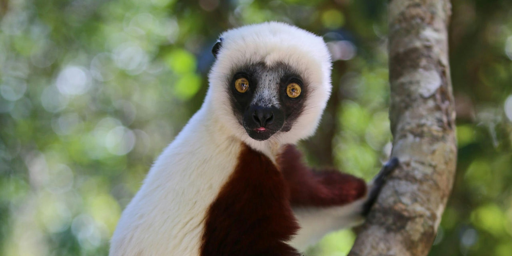 Coquerel-Sifaka getty