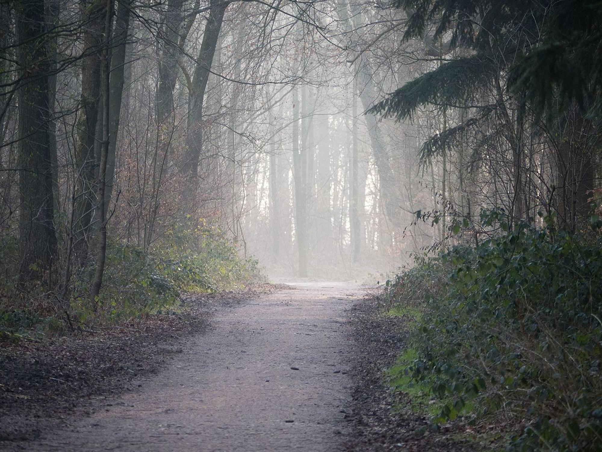 Weg_am_Further_Moor_Keller-Wolke_Wiki_cc4