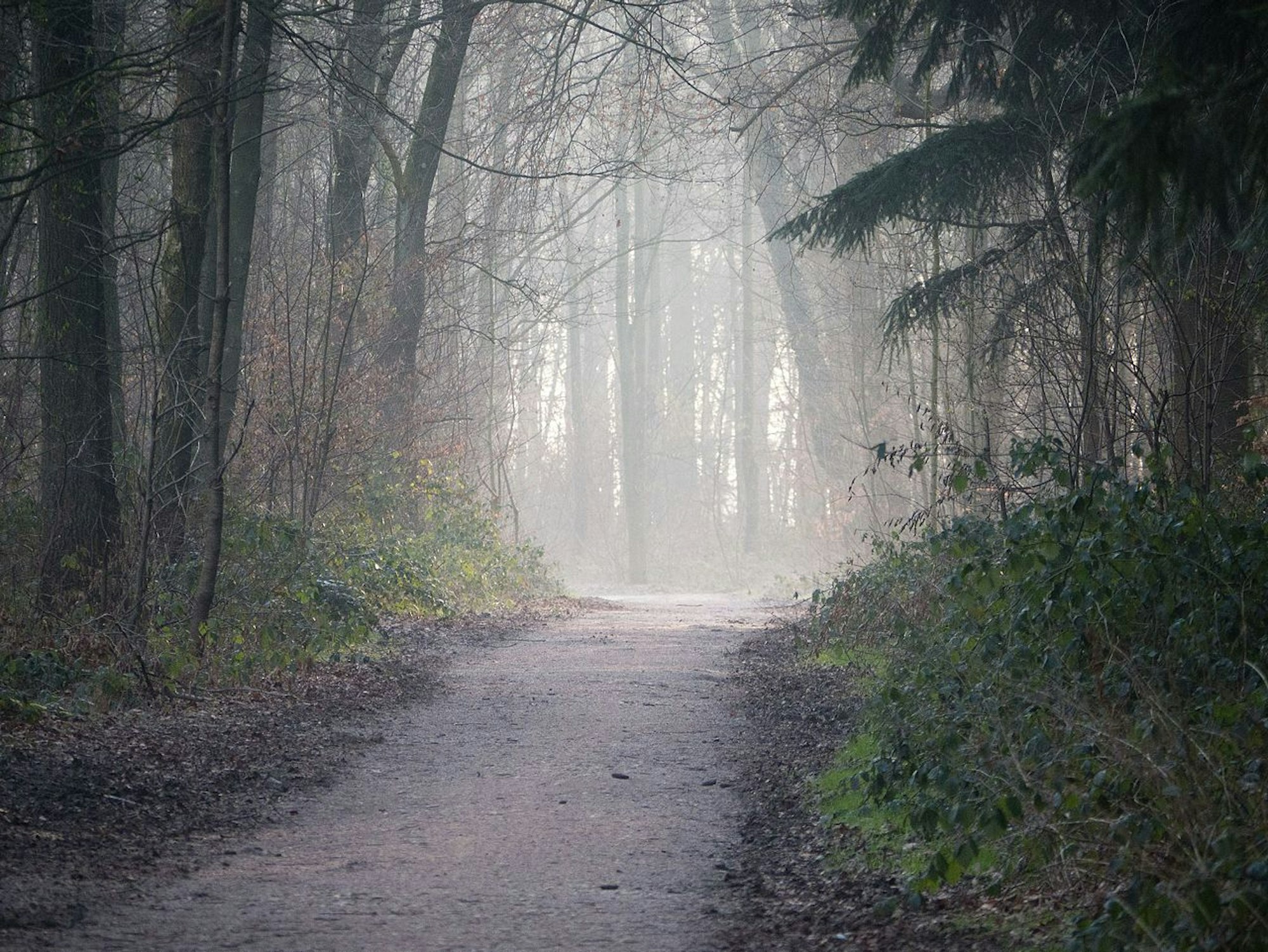 Weg_am_Further_Moor_Keller-Wolke_Wiki_cc4