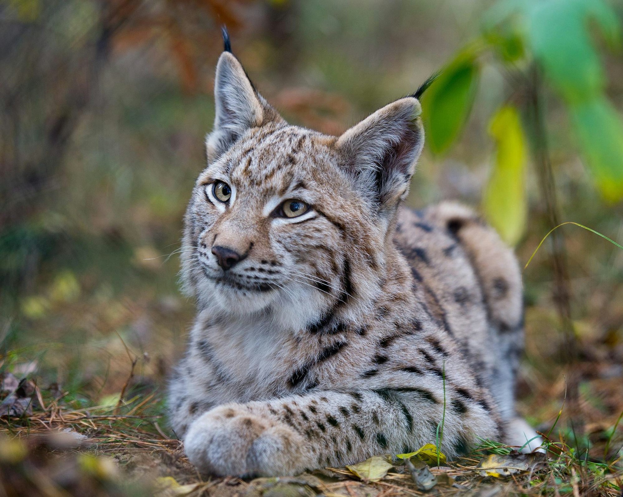 Luchs Reuschenberg Symbolbild dpa
