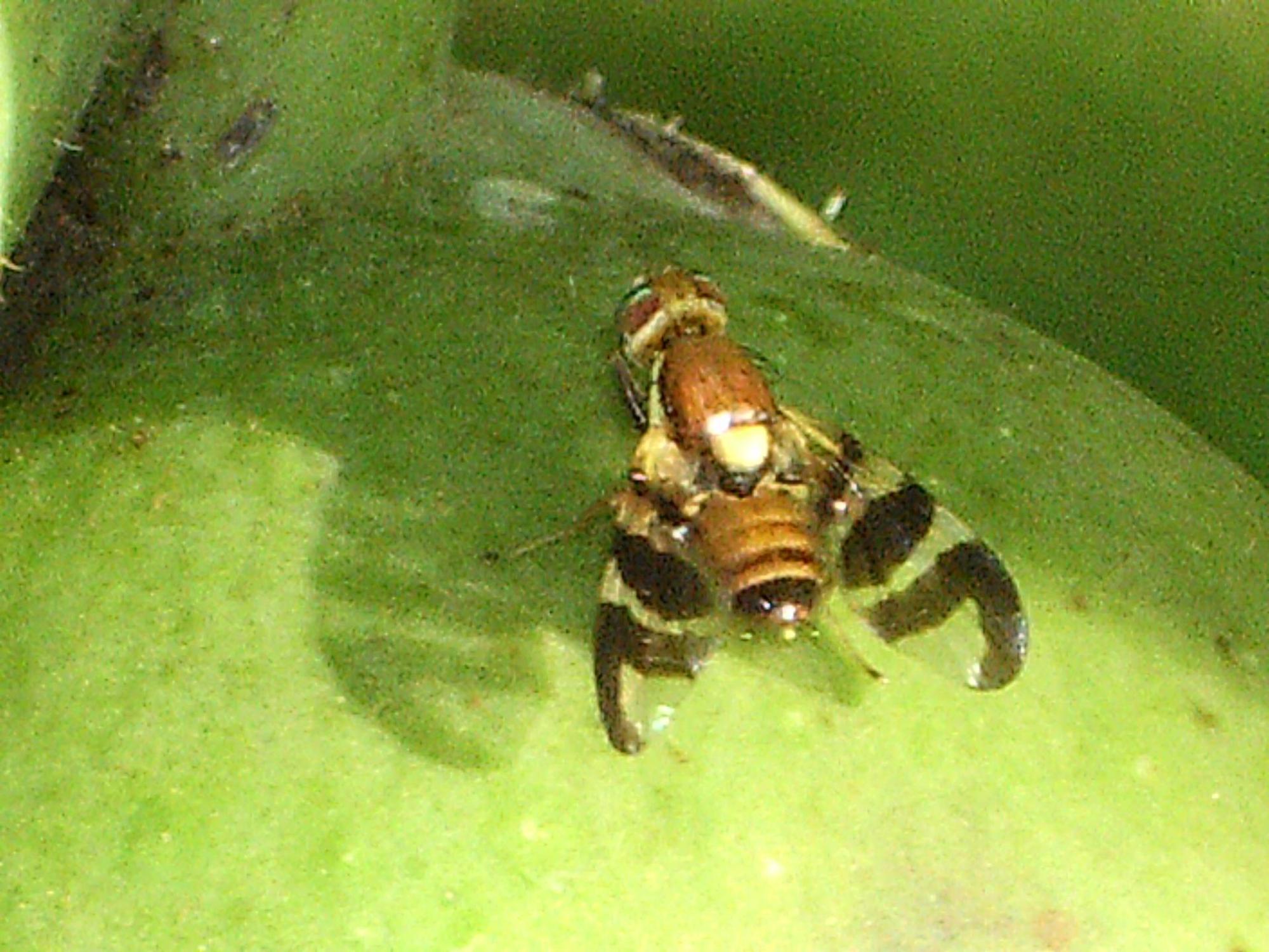 Walnussfruchtfliege_Wikimedia - Buchstapler