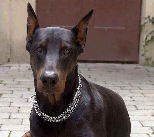Dobermann Symbolbild