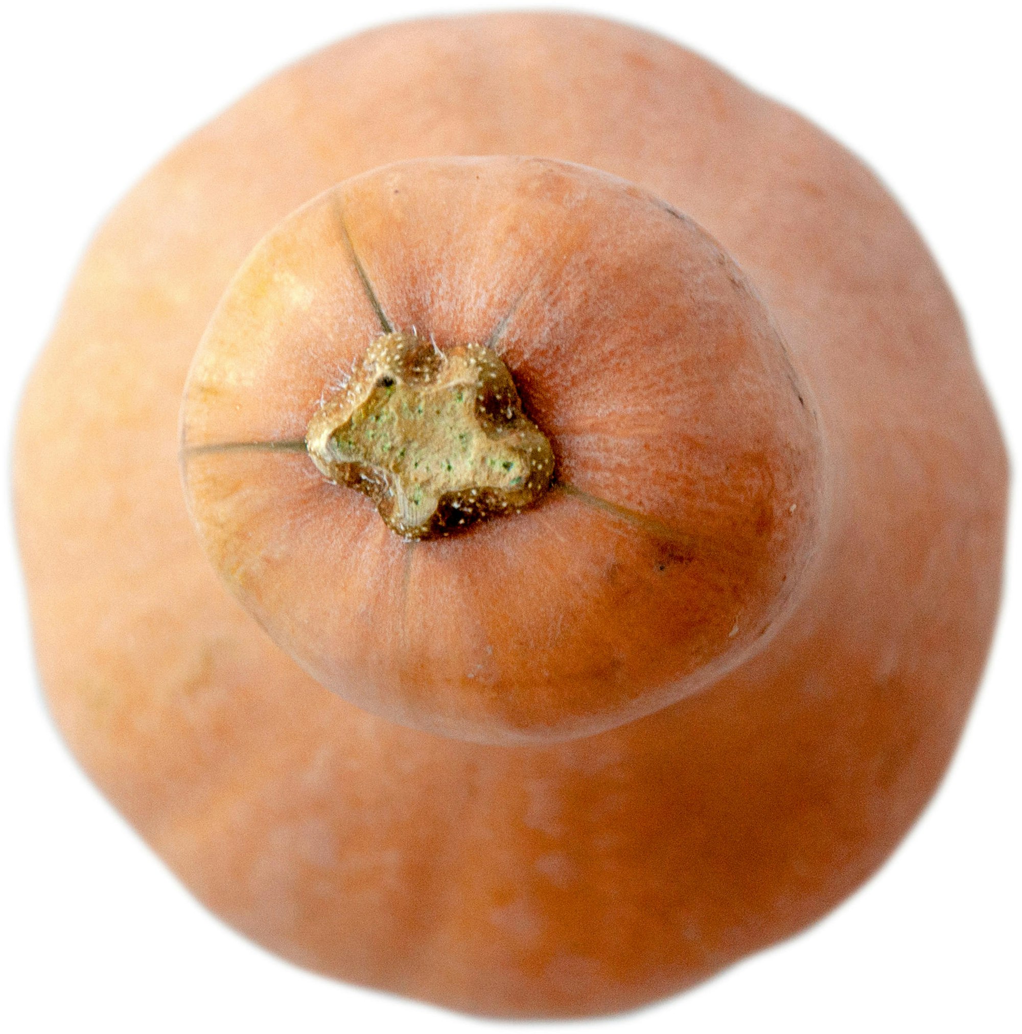 butternut-intakt-_DSC7117