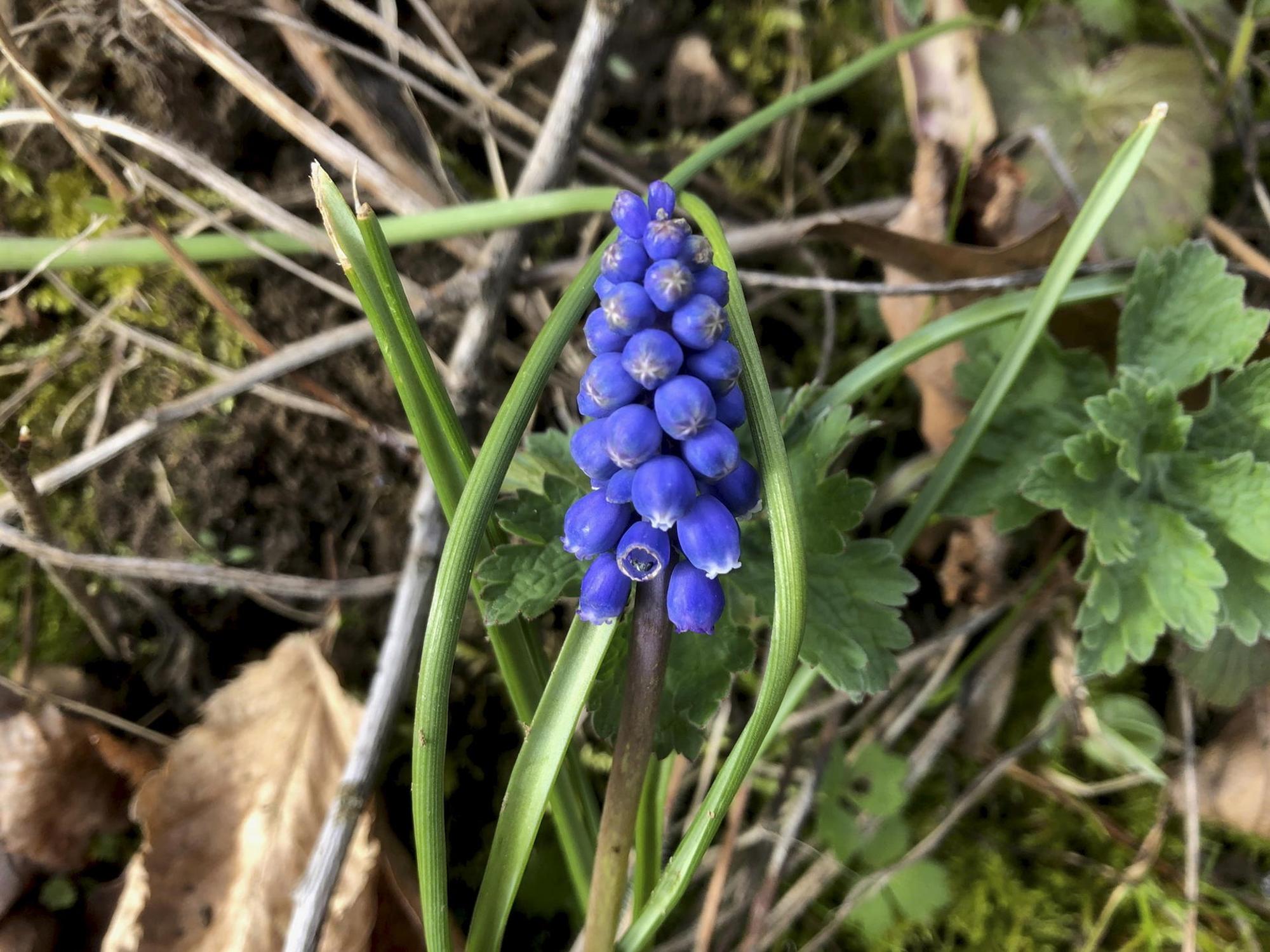 Gartenkalender April Grönert1