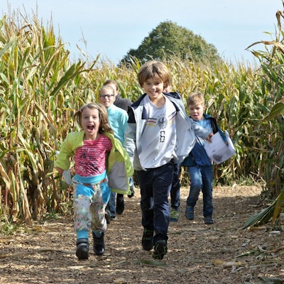 Kinder im Maislabyrinth im Bubenheimer Spieleland.