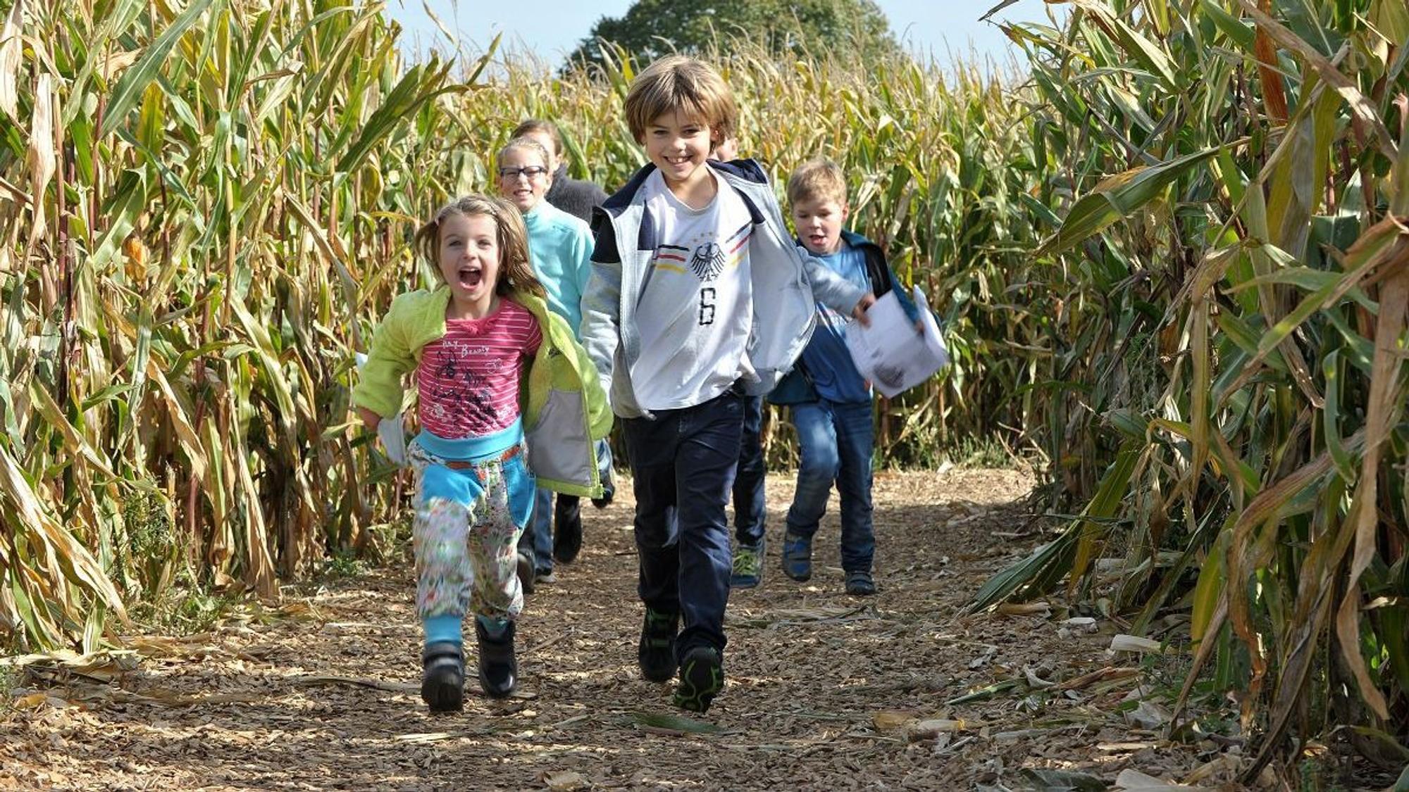 Kinder im Maislabyrinth im Bubenheimer Spieleland.