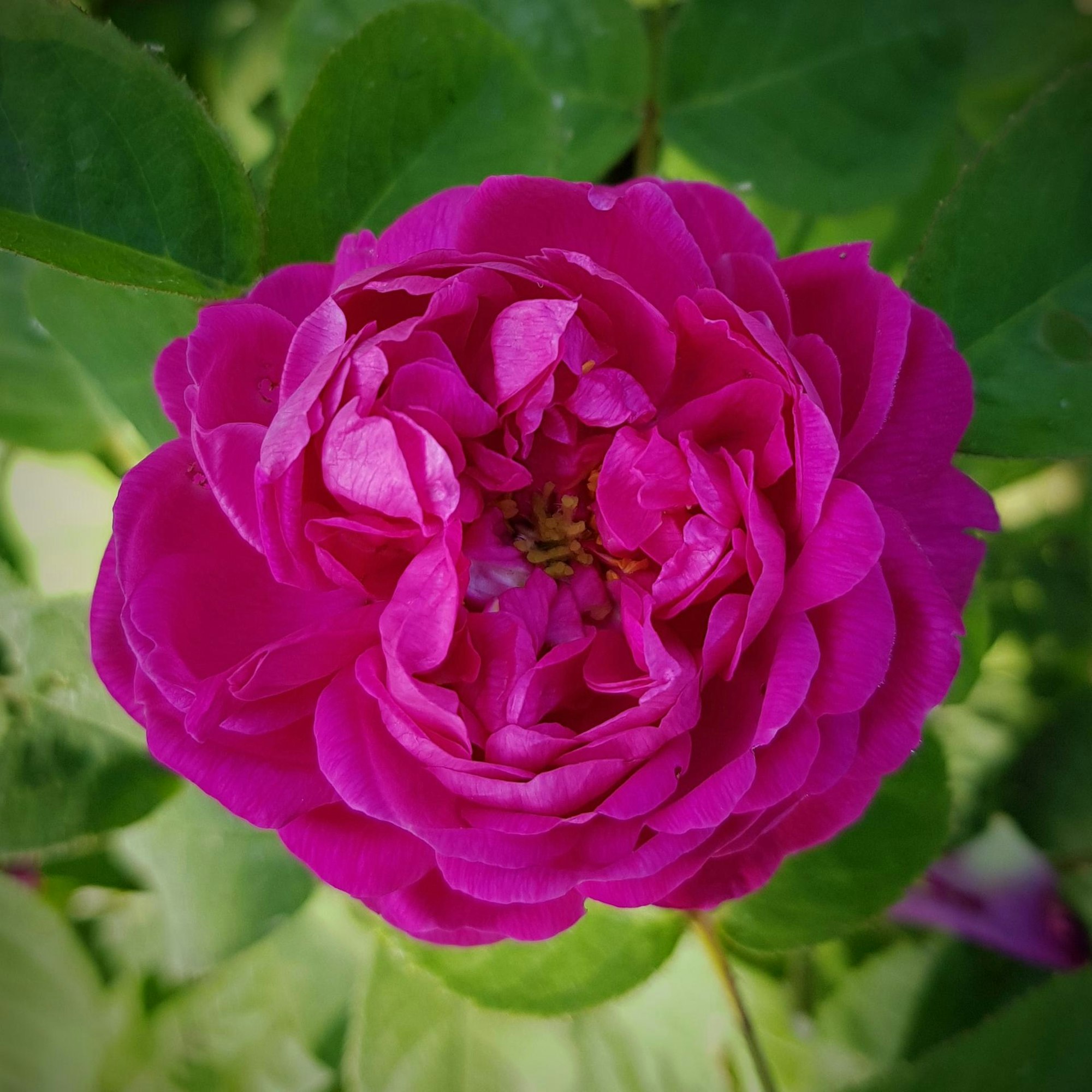 Bild 6 Rose de Resht (Sperl)