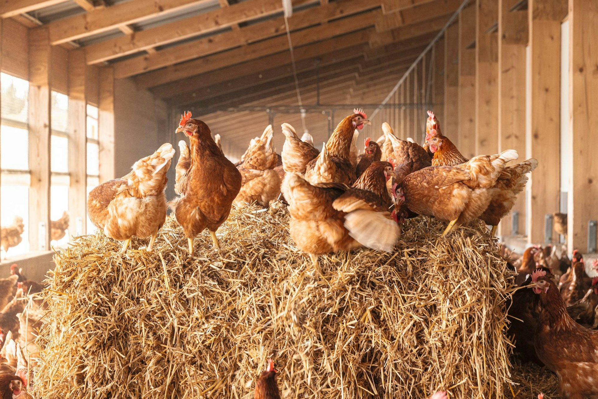 Hühnerhof (163 von 1440)