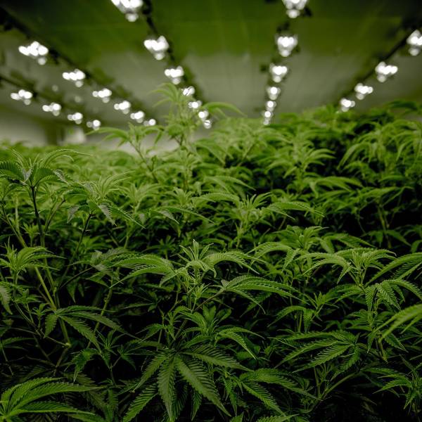 Cannabis Plantage Symbolbild