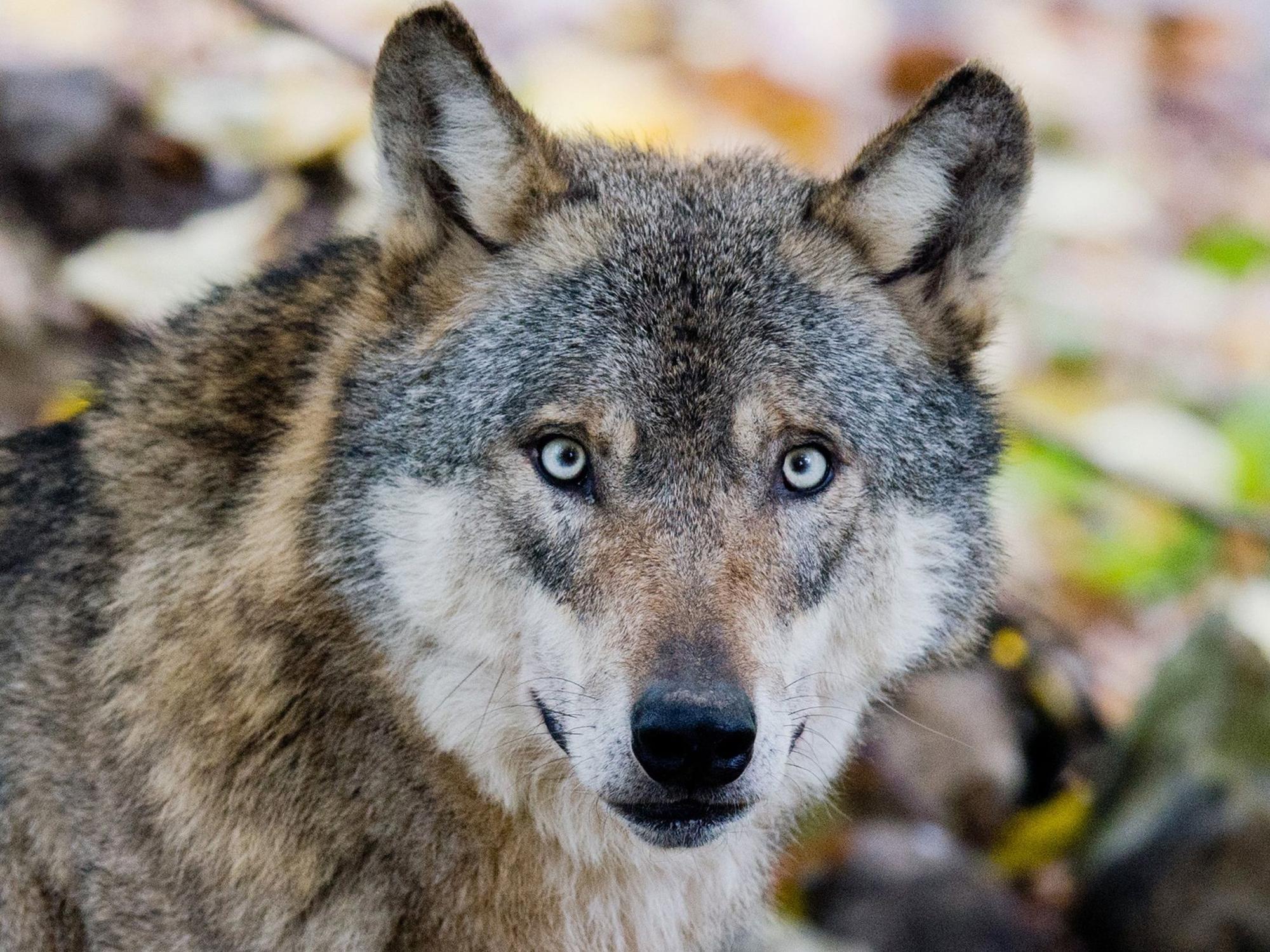 Wolf