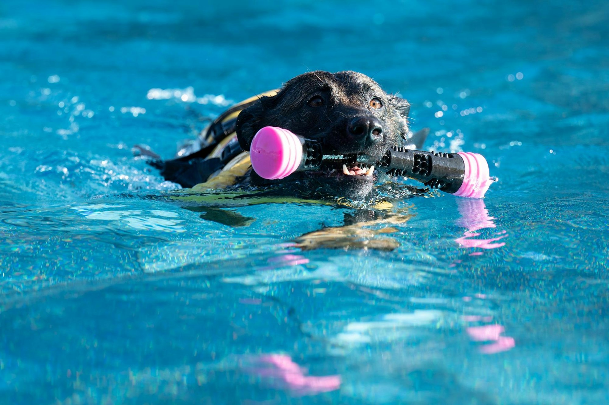 hundeschwimmenstadionbad1