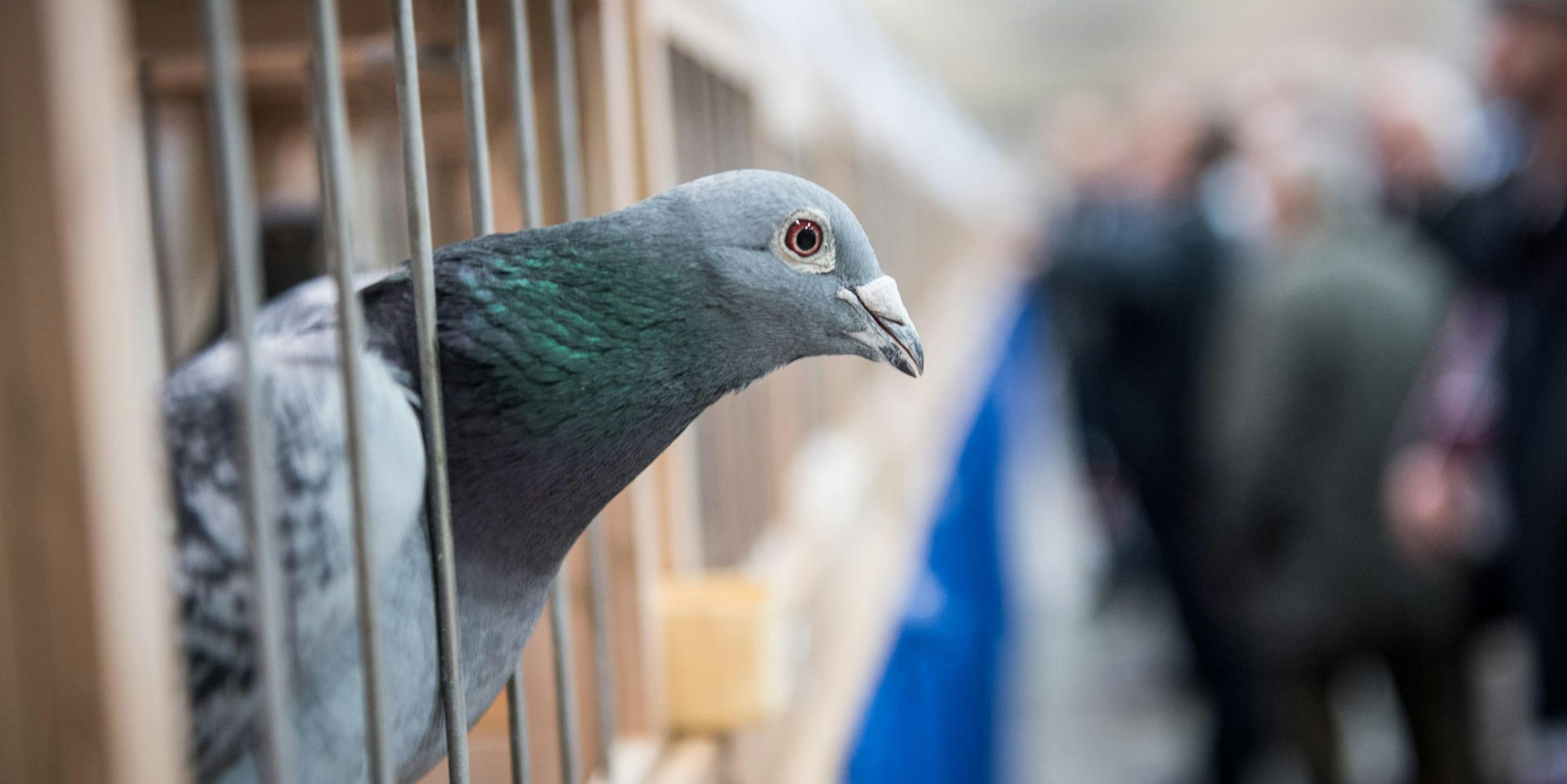 Brieftaube Symbol 0903