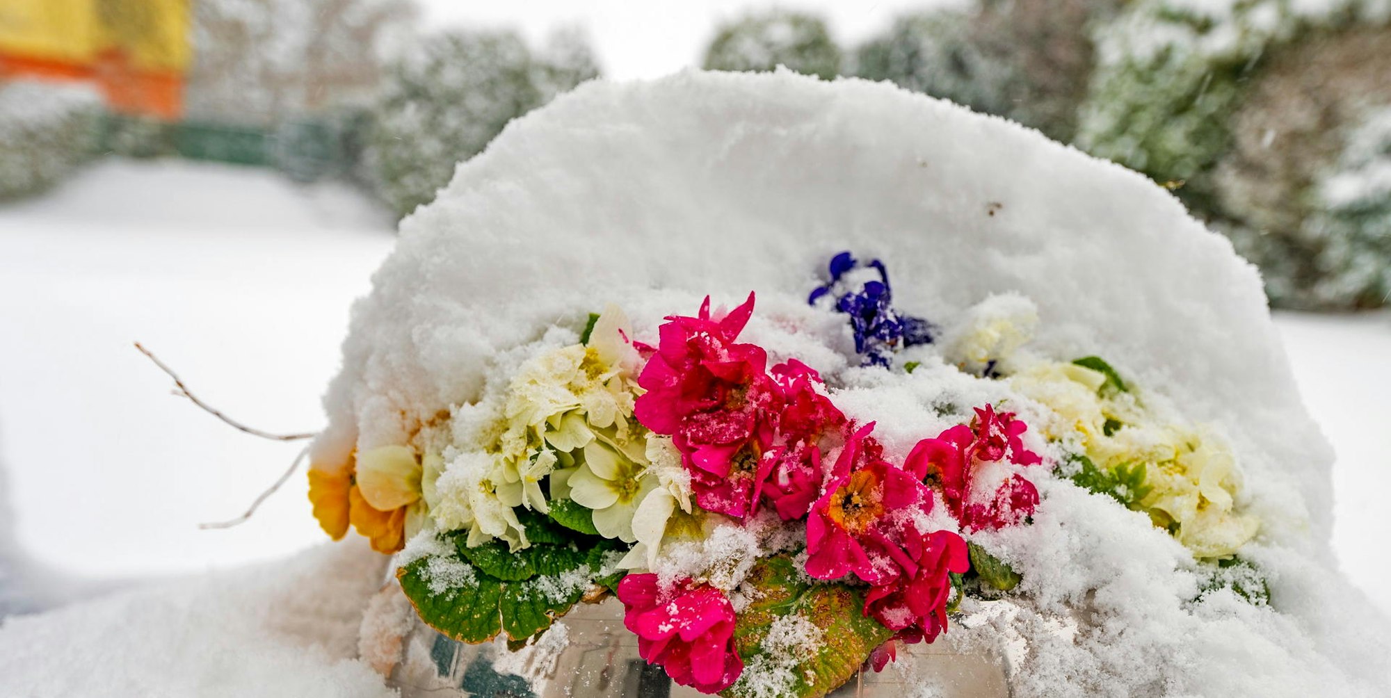 20210407_ar_Primeln_im_Schnee