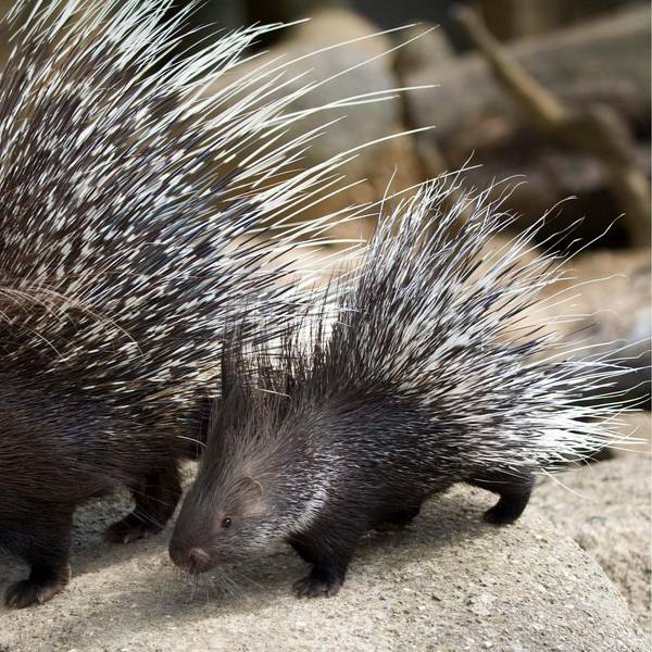 KINA_Stachelschweine_26946604