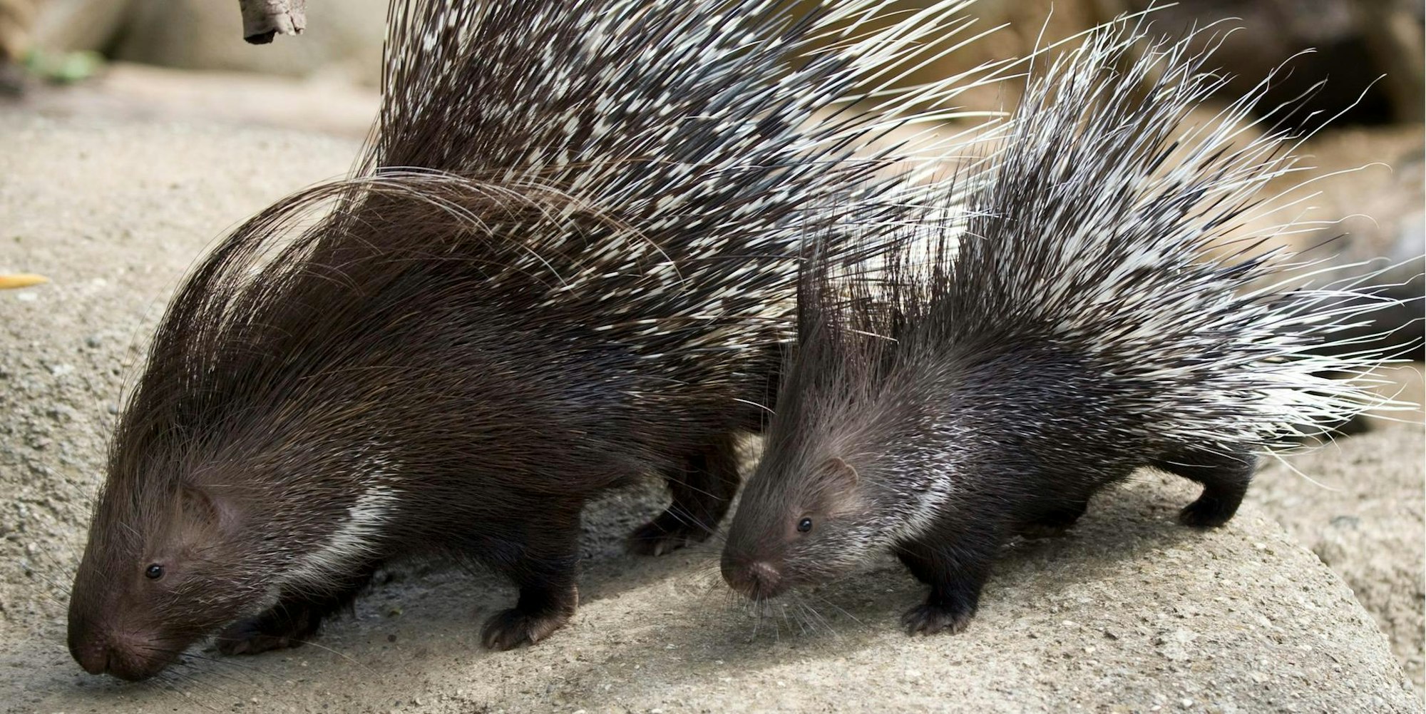 KINA_Stachelschweine_26946604