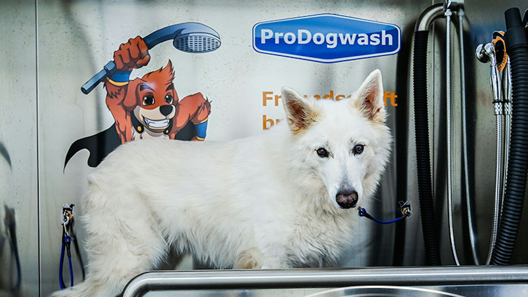 Ein Hund steht in der Hundewaschanlage.