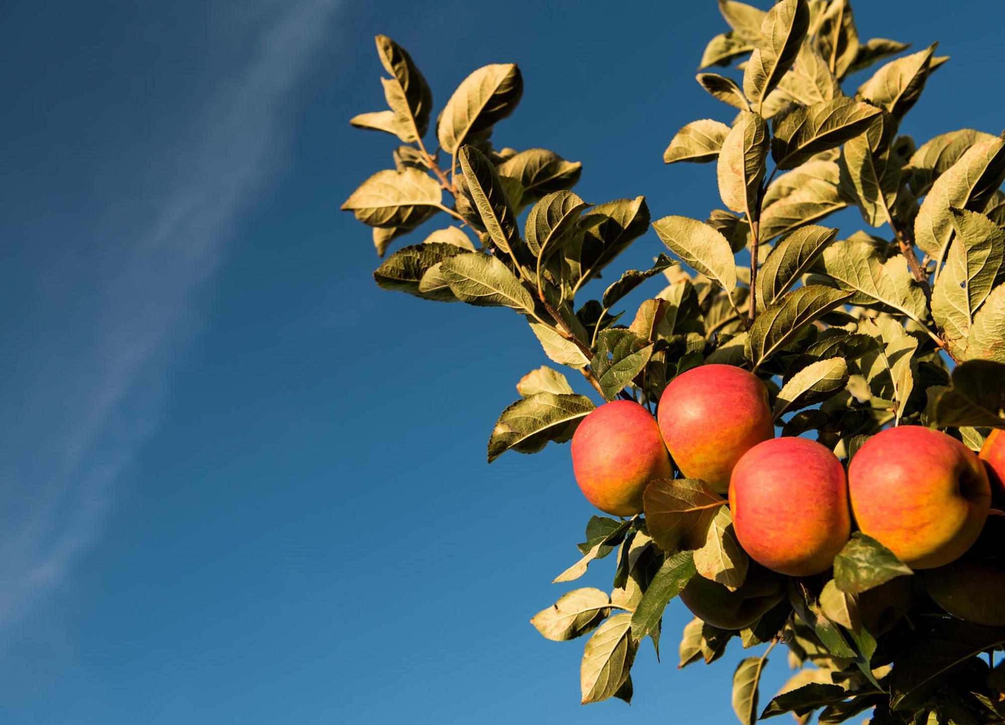 apfel am baum