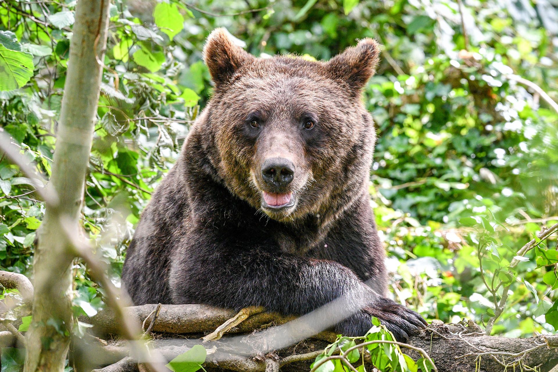 Braunbär Bayern Symbol