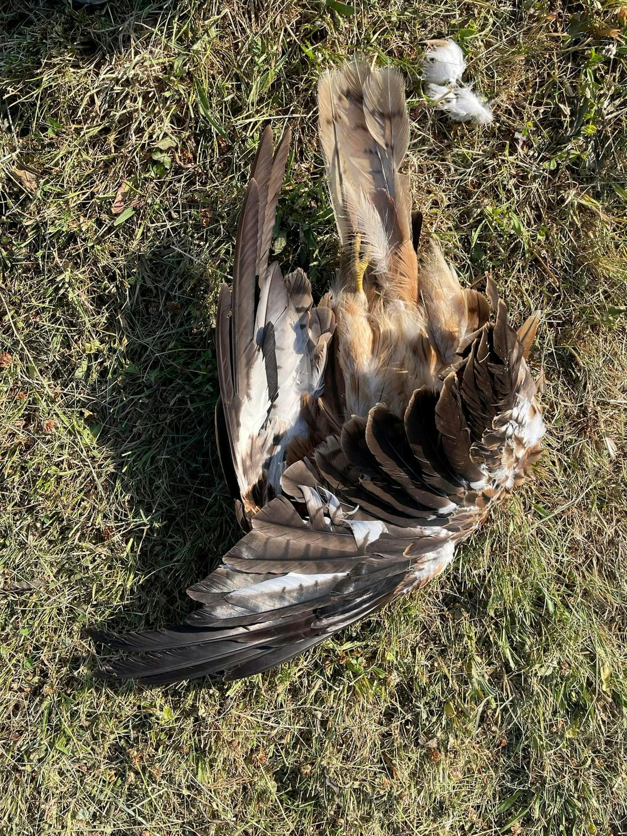 Windräder REscheid_001