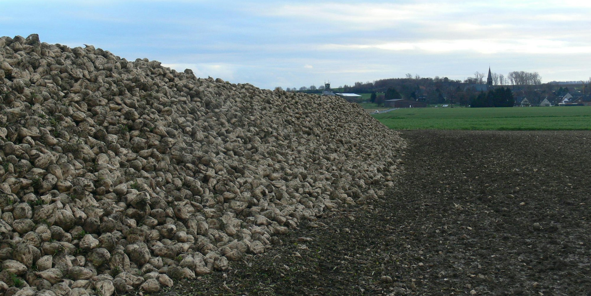 Rübenernte Rhein-Erft