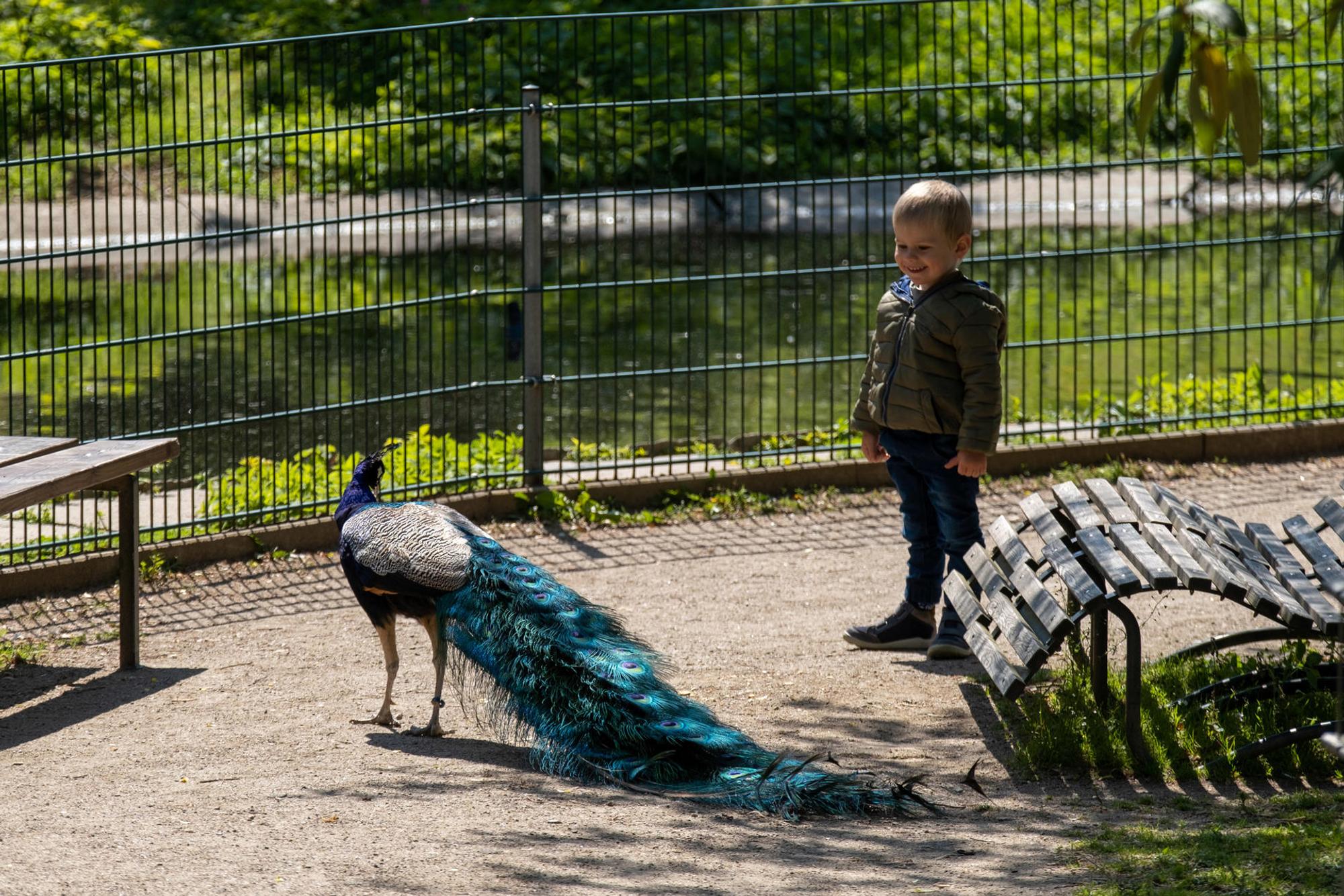 GA_Zoo_Neuwied_Pfau