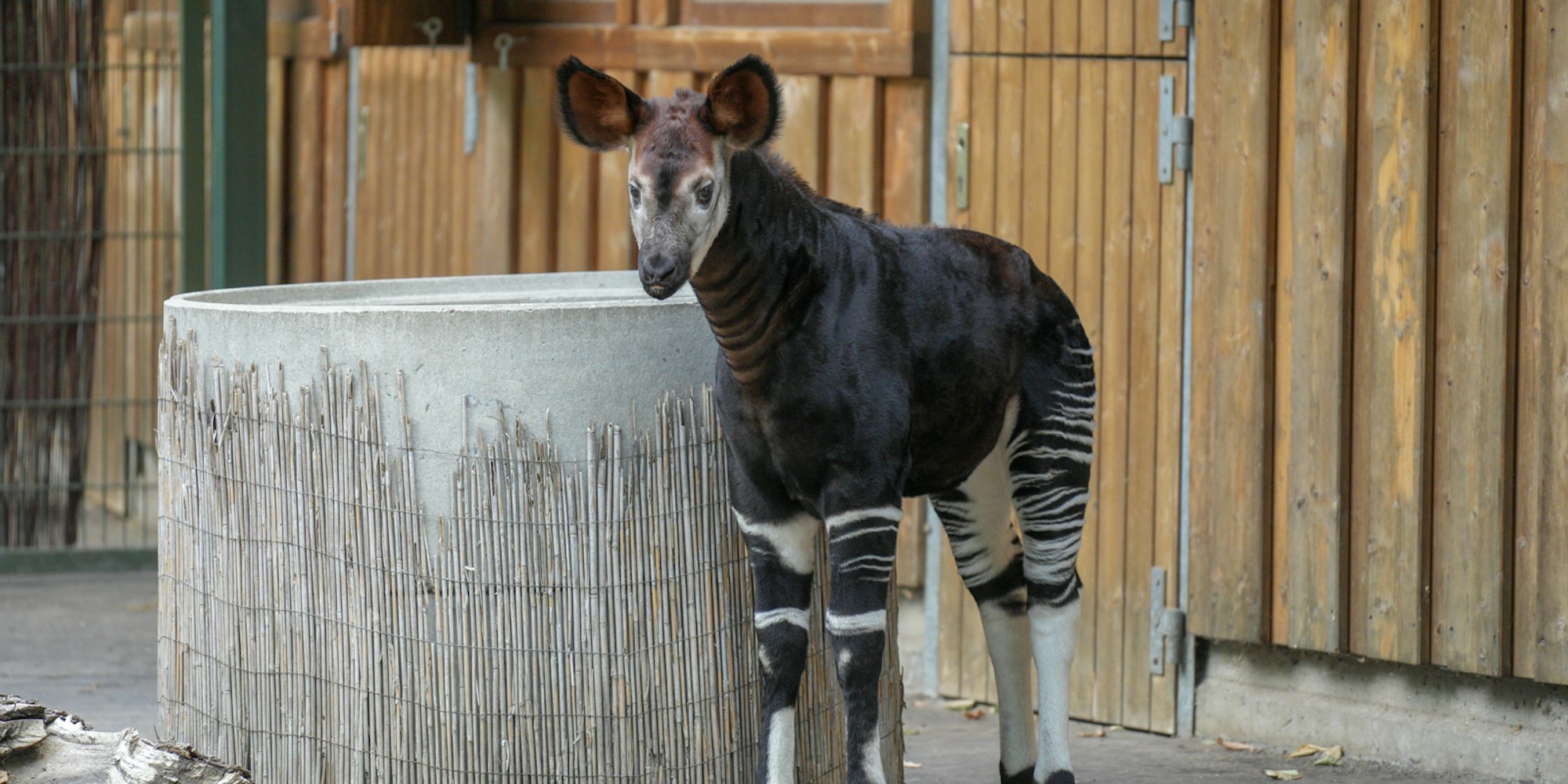 Foto Okapi Jungtier- (c)W.Scheurer-7403232