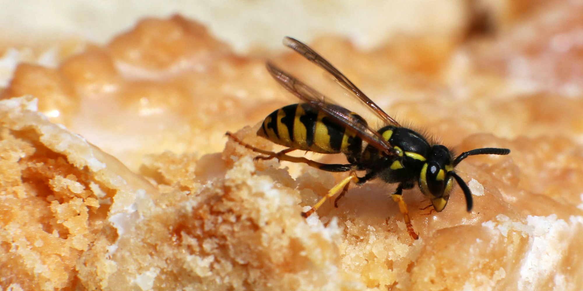 Wespe Kuchen