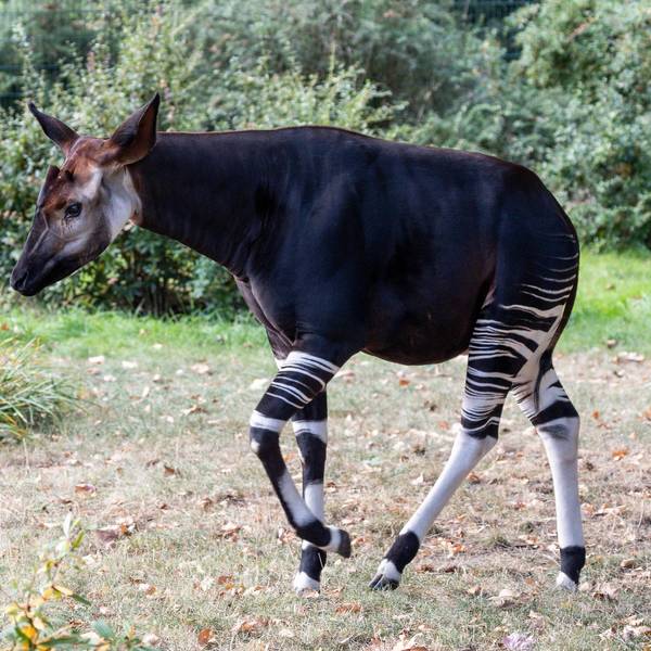 Okapi Bulle-Qenco-(c)W.Scheurer-7307774