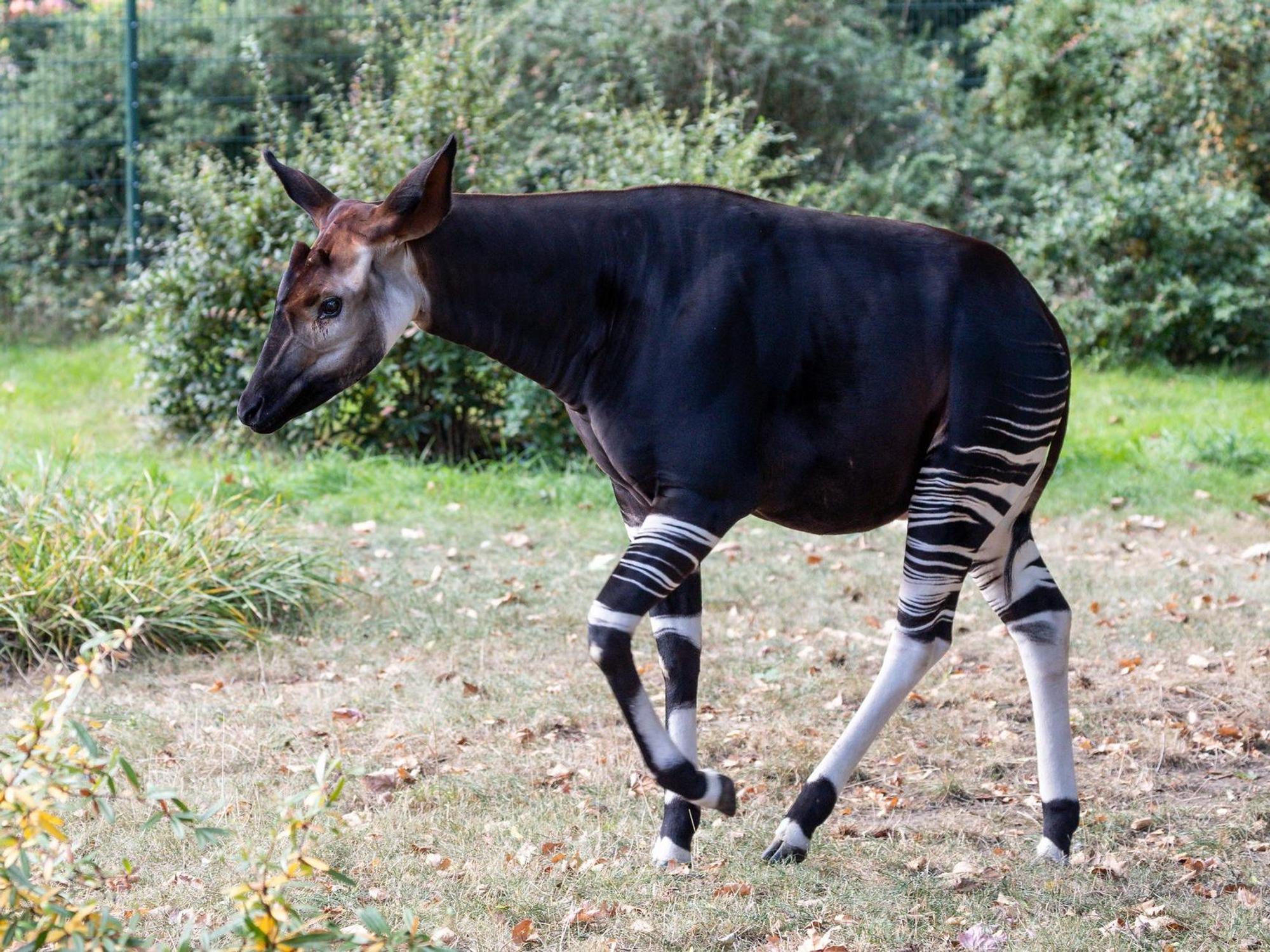 Okapi Bulle-Qenco-(c)W.Scheurer-7307774
