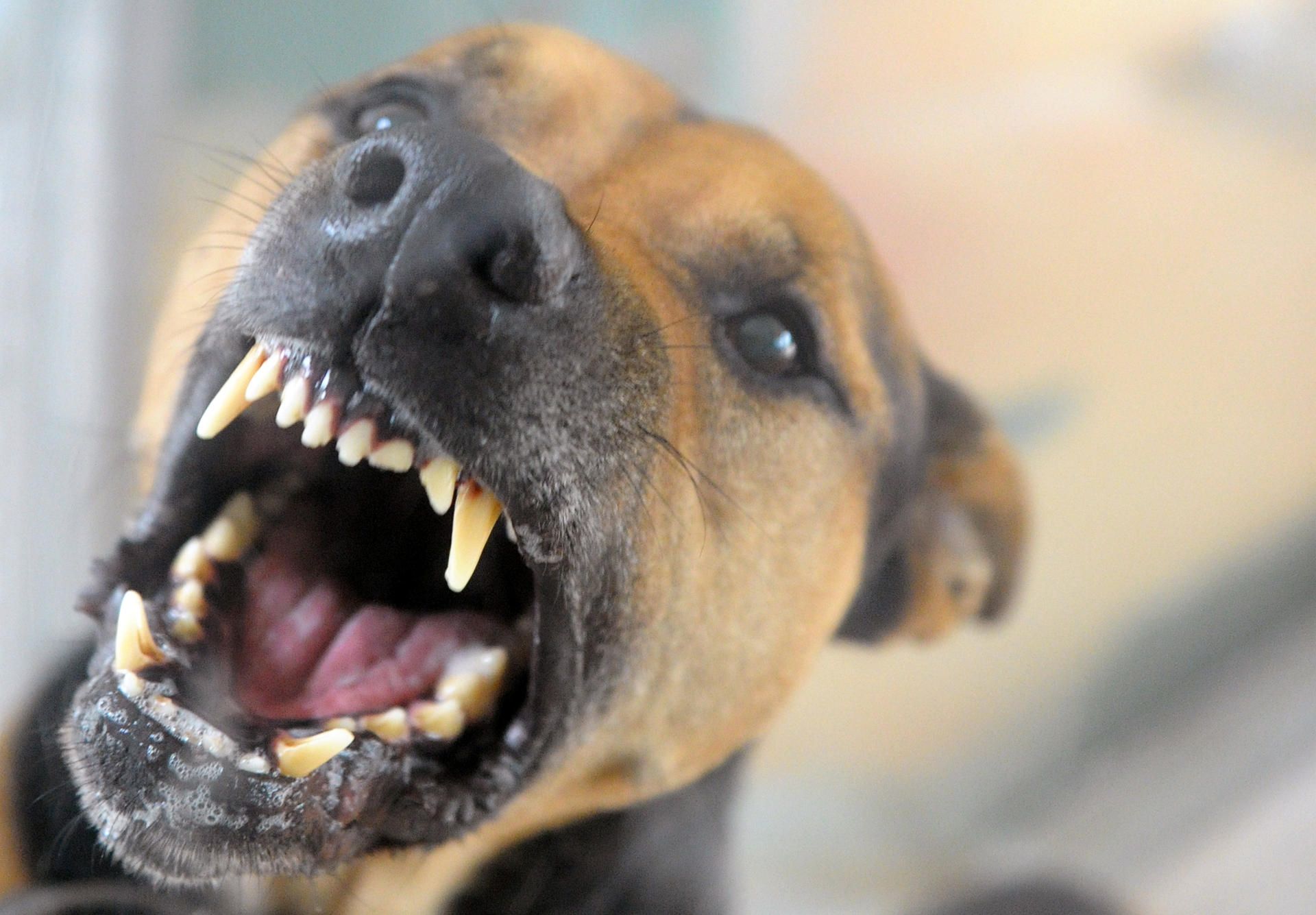 Hund 030820