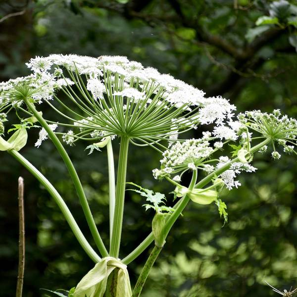 Blüte eines Riesenbärenklau