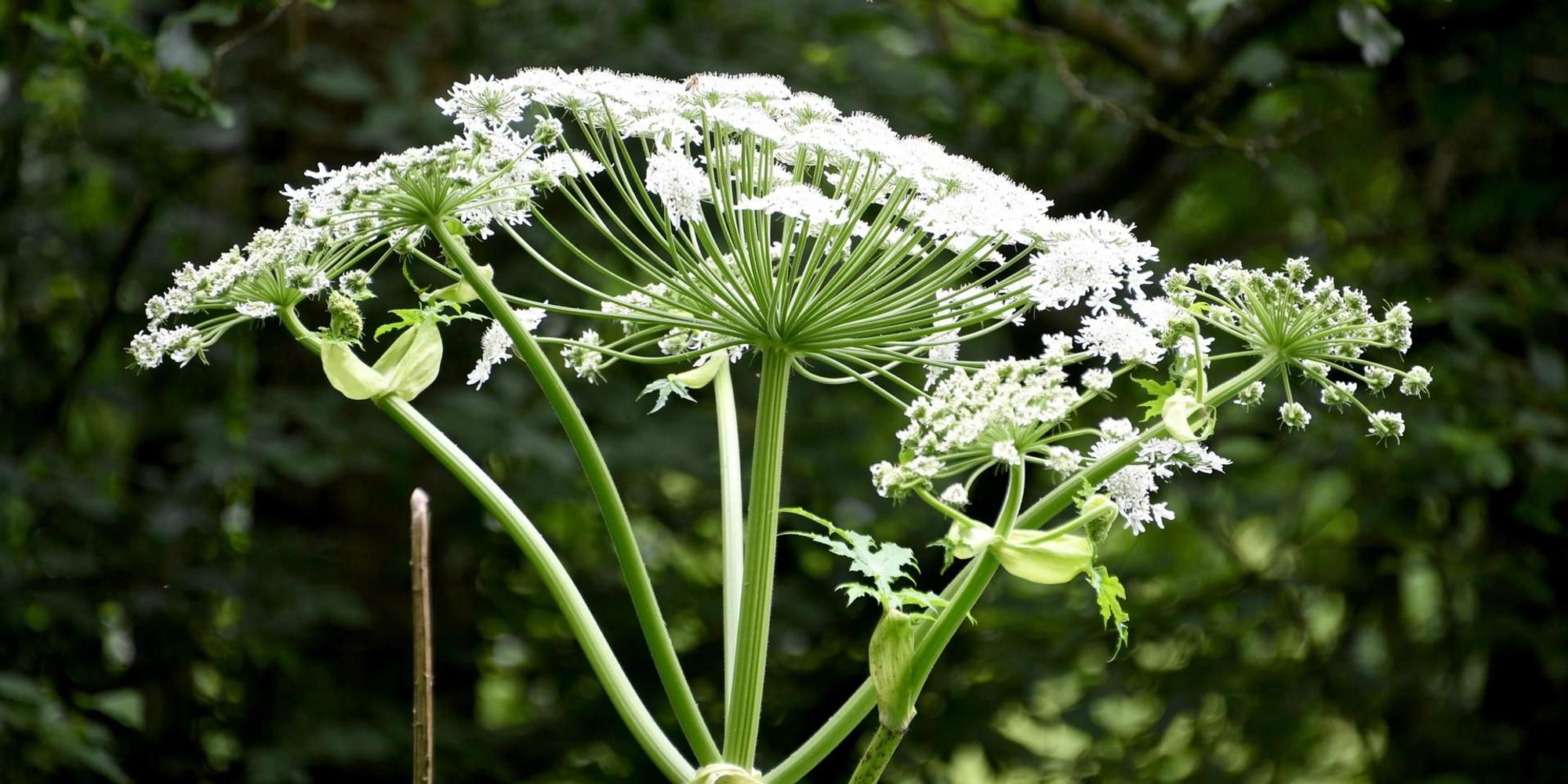 Blüte eines Riesenbärenklau