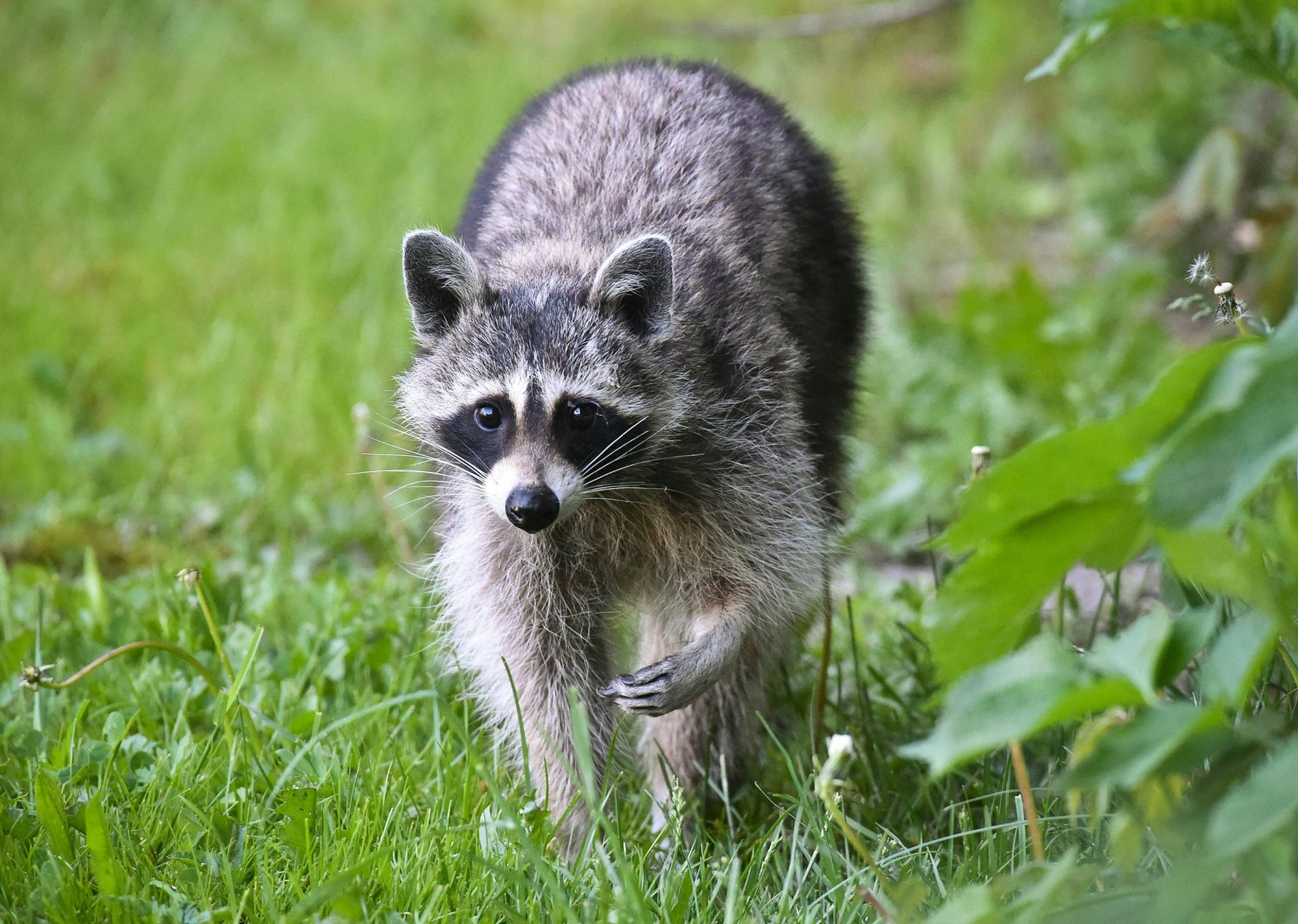 Waschbär