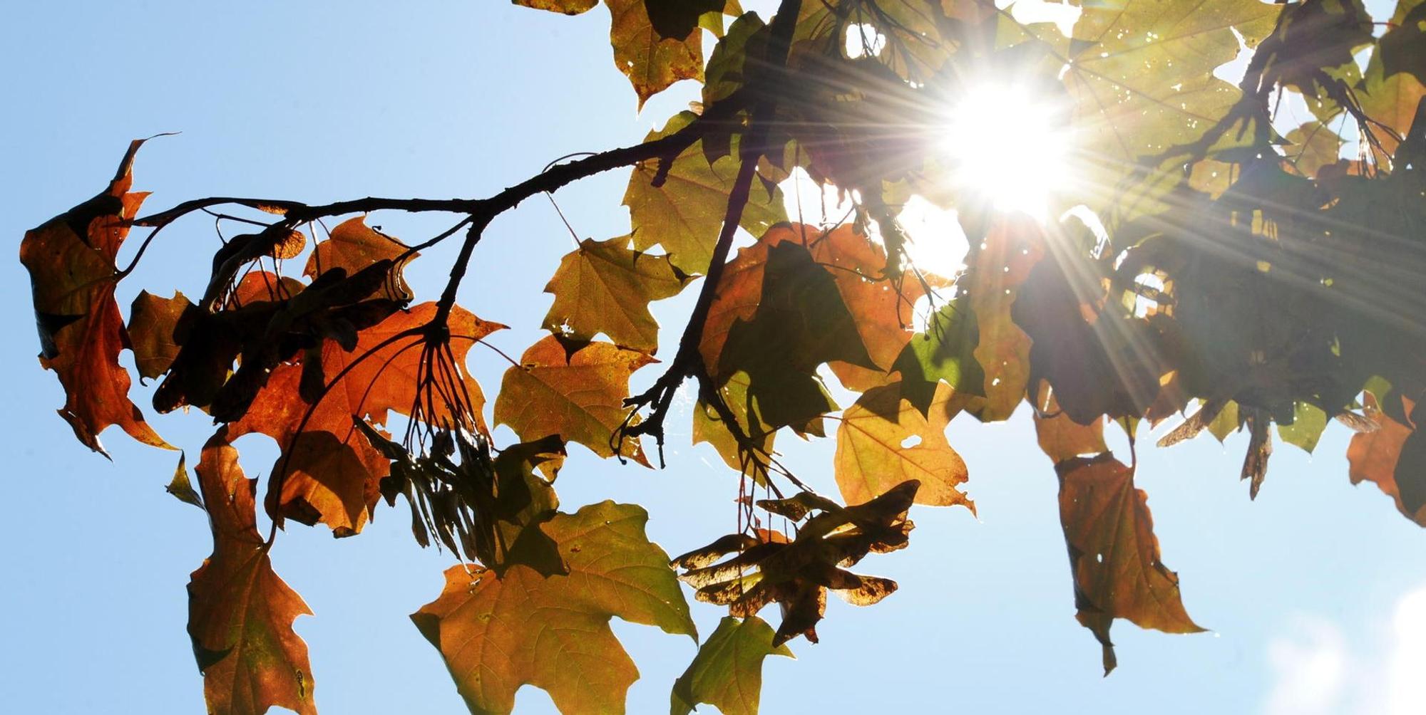 Herbst