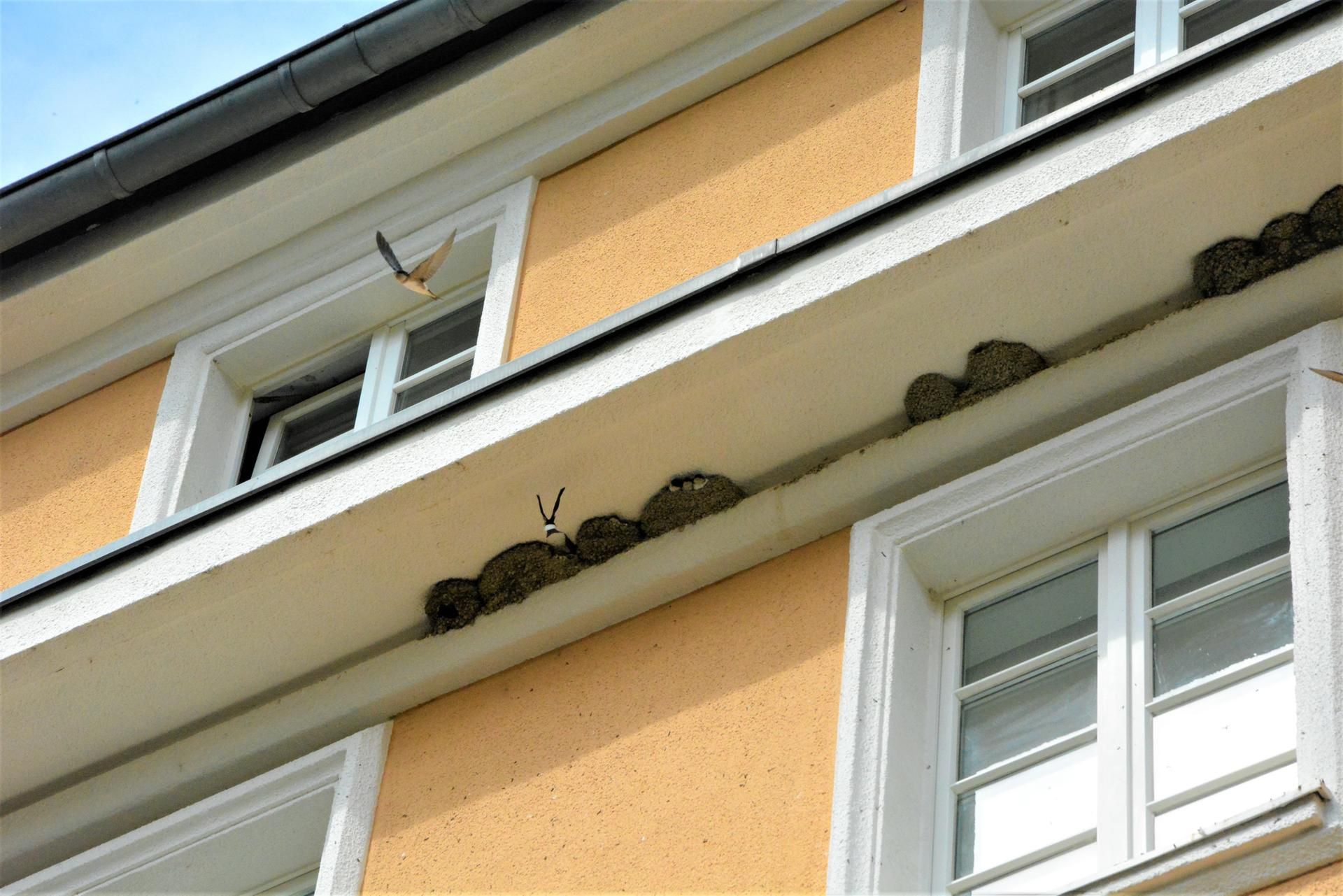 Mehlschwalben