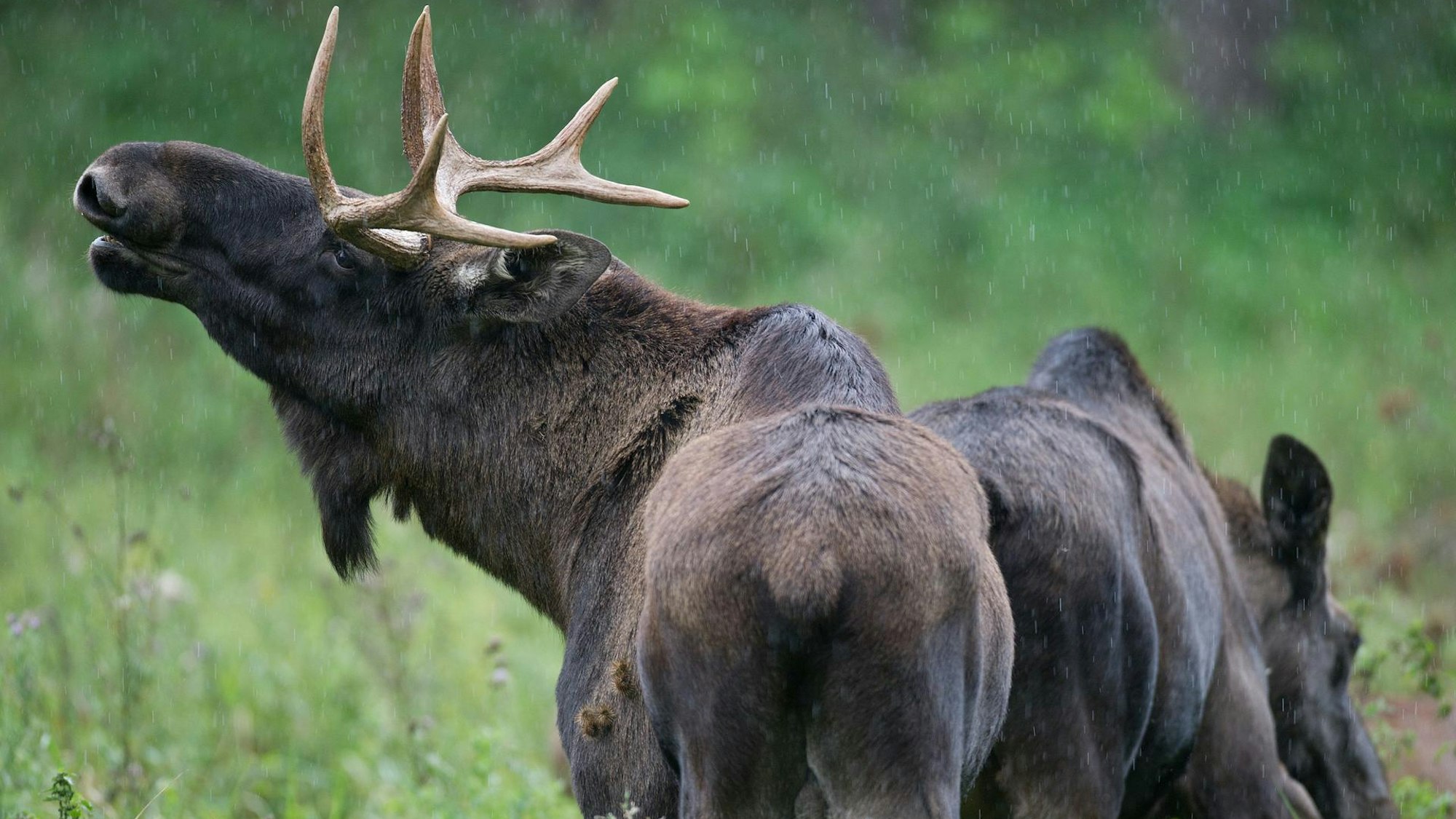 Zwei Elche auf einer hohen Wiese.