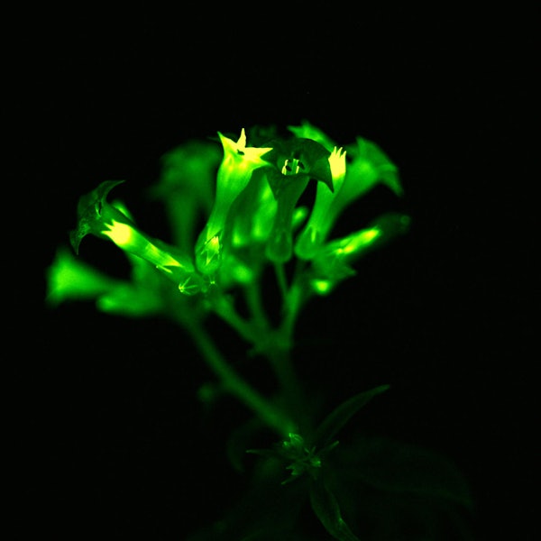 Leucthende Pflanze 1