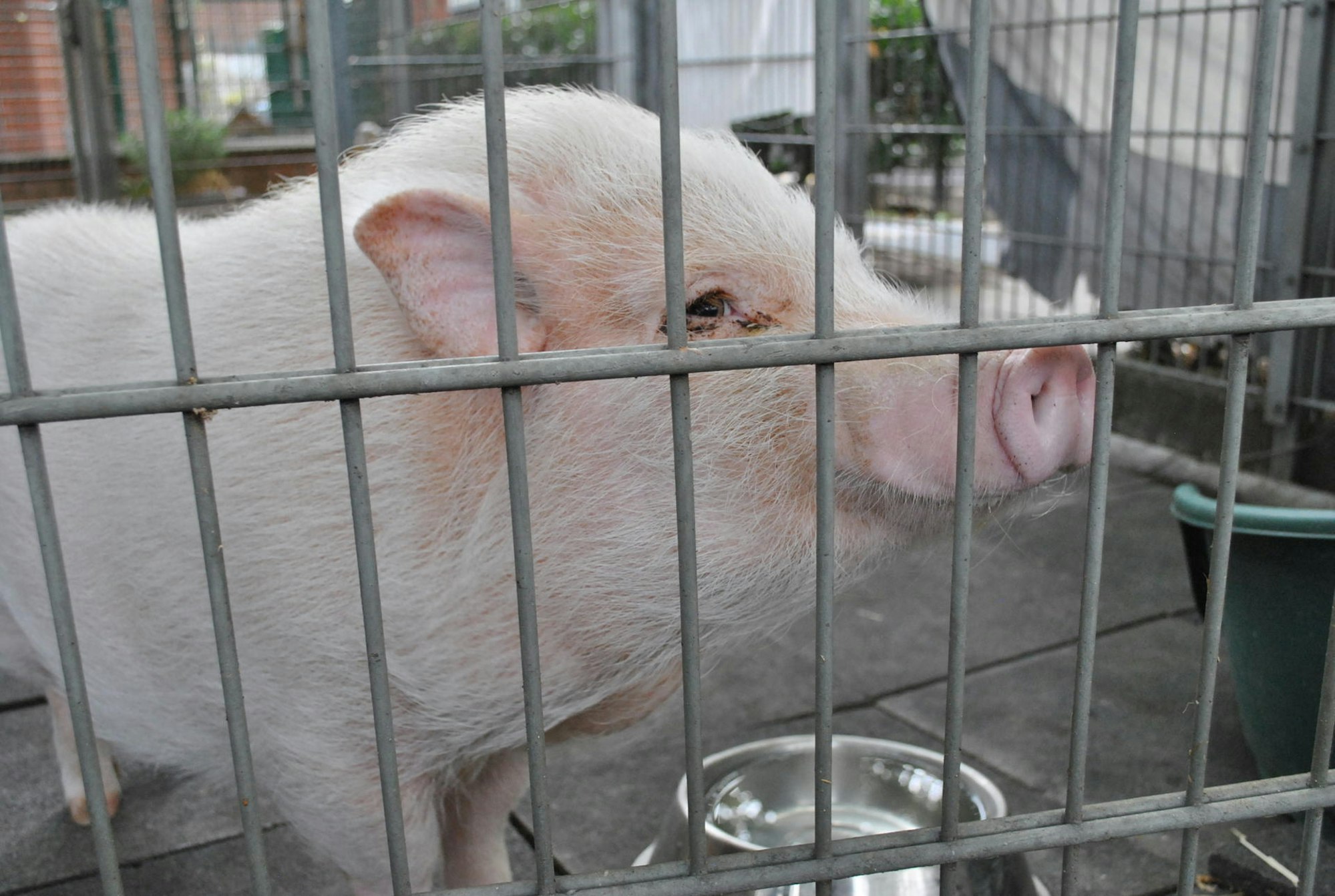 Tierheim